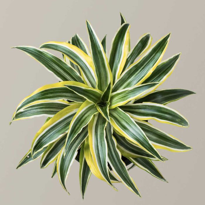 Dracaena Lemon Lime