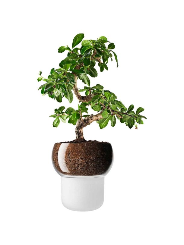 Orchid and Bonsai Self Watering Pot