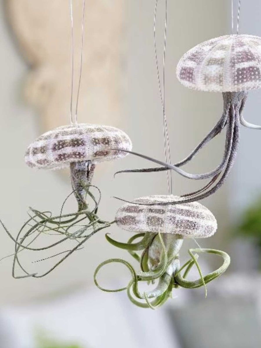 Hanging Jellyfish Air Plant