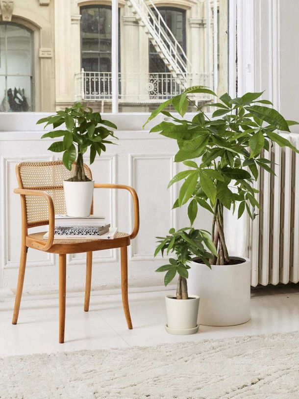 Money Tree Plant