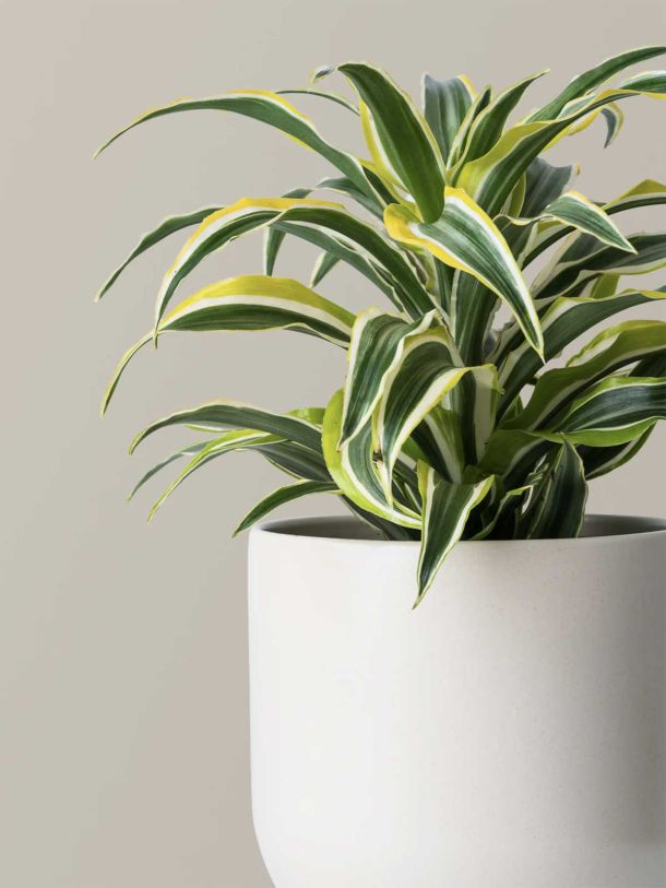 Dracaena Lemon Lime