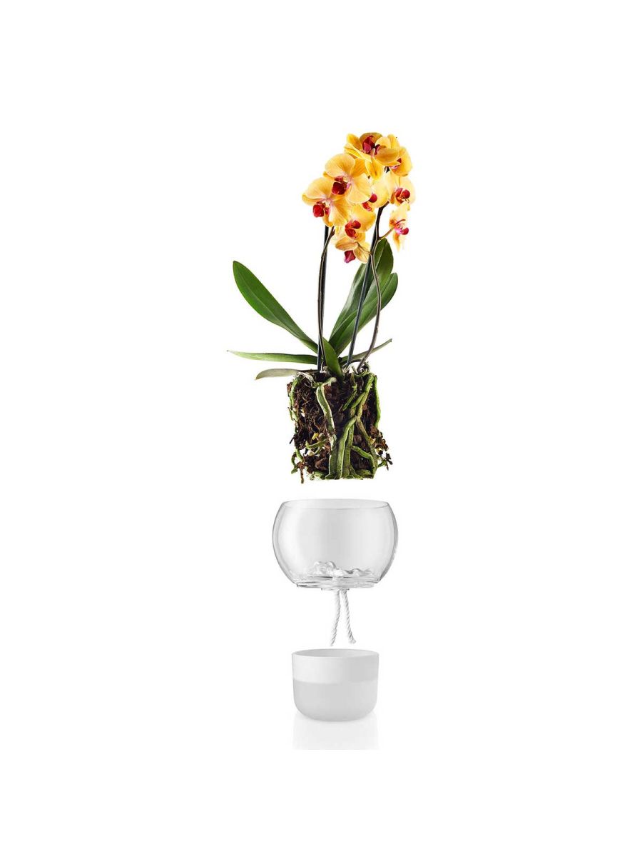 Orchid and Bonsai Self Watering Pot
