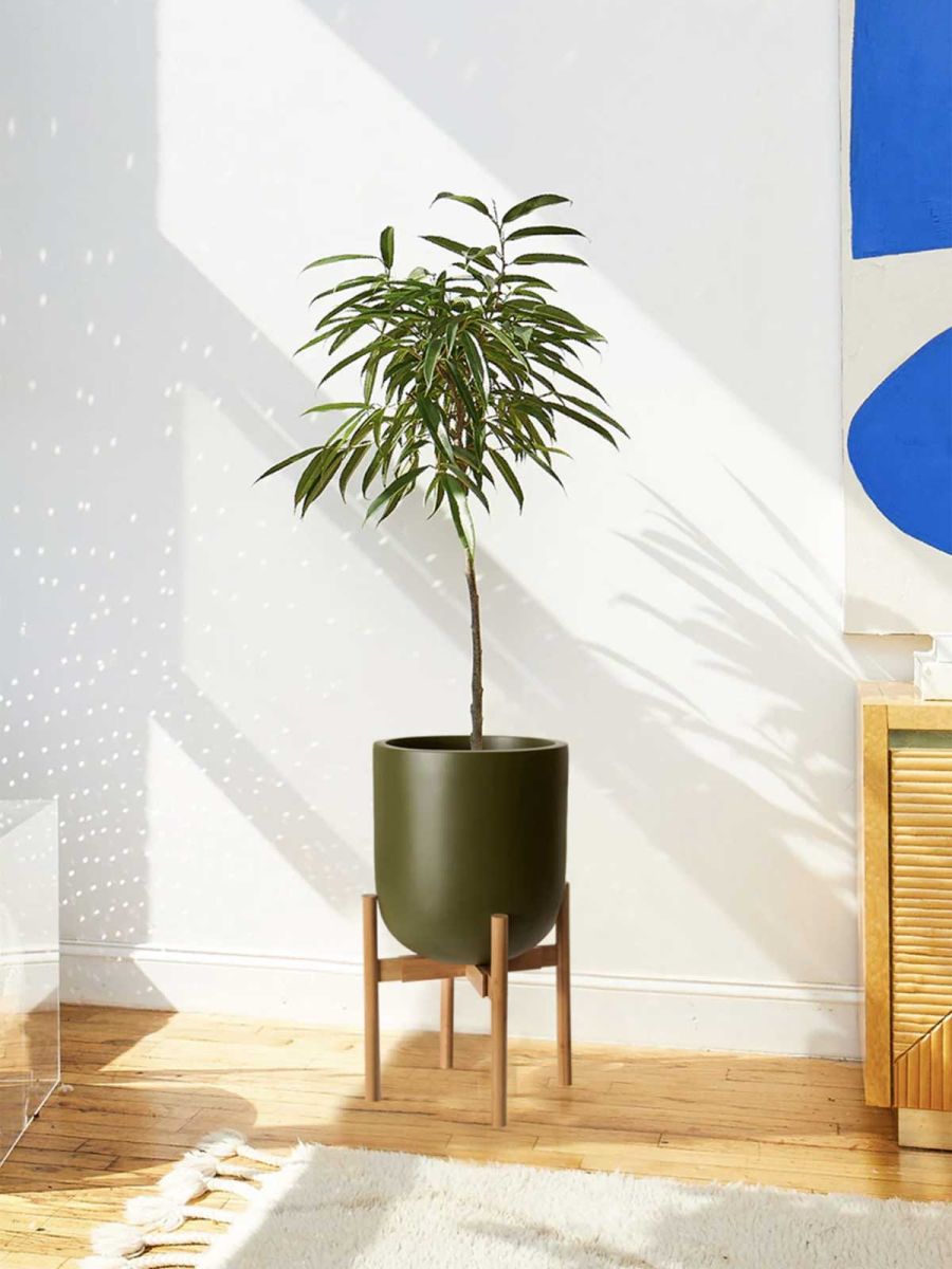 Large Pallas Planter