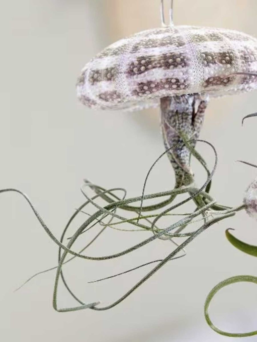 Hanging Jellyfish Air Plant
