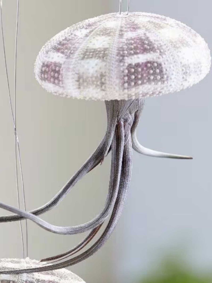 Hanging Jellyfish Air Plant