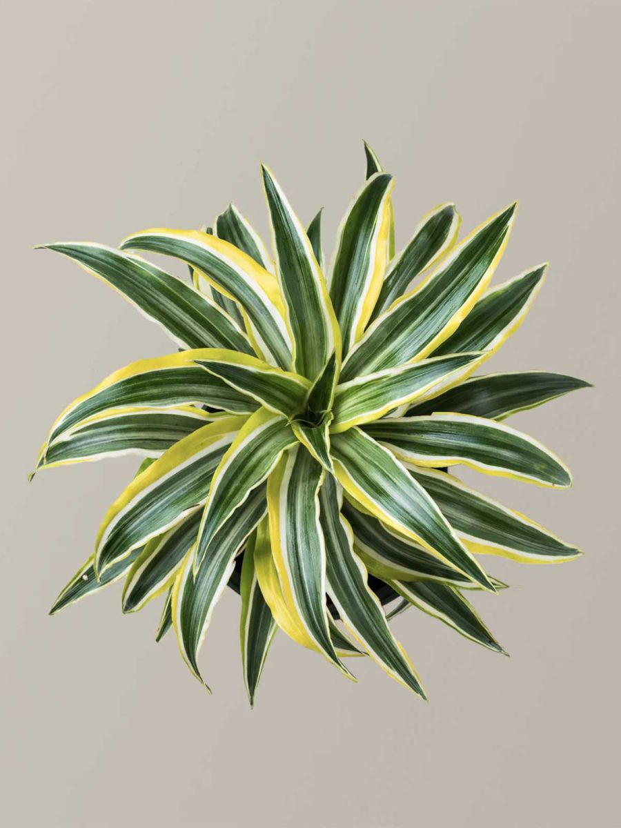 Dracaena Lemon Lime