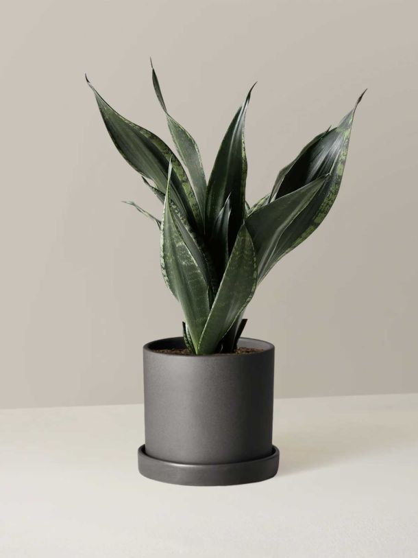 Snake Plant Silver Flame