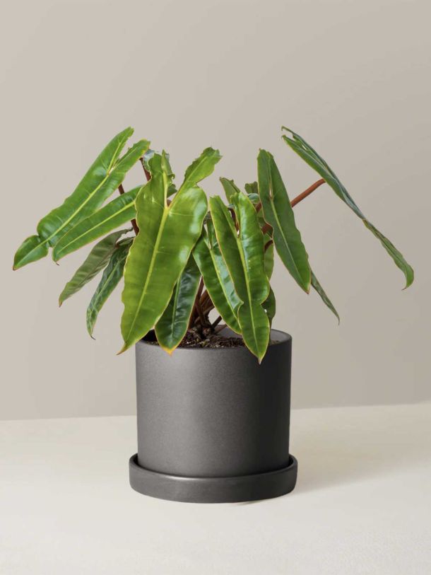 Philodendron Billietiae