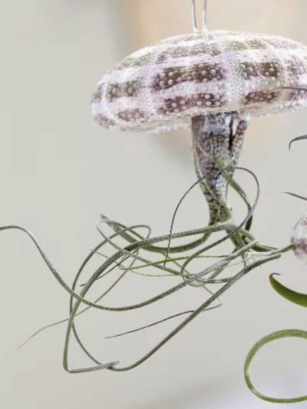 Hanging Jellyfish Air Plant