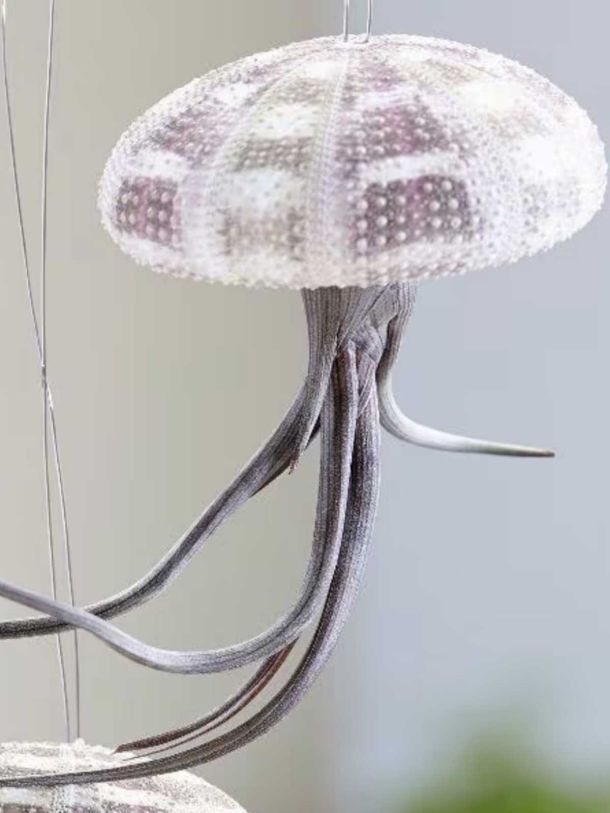 Hanging Jellyfish Air Plant