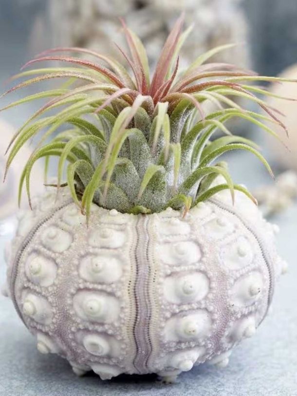 The Air Plant Sputnik