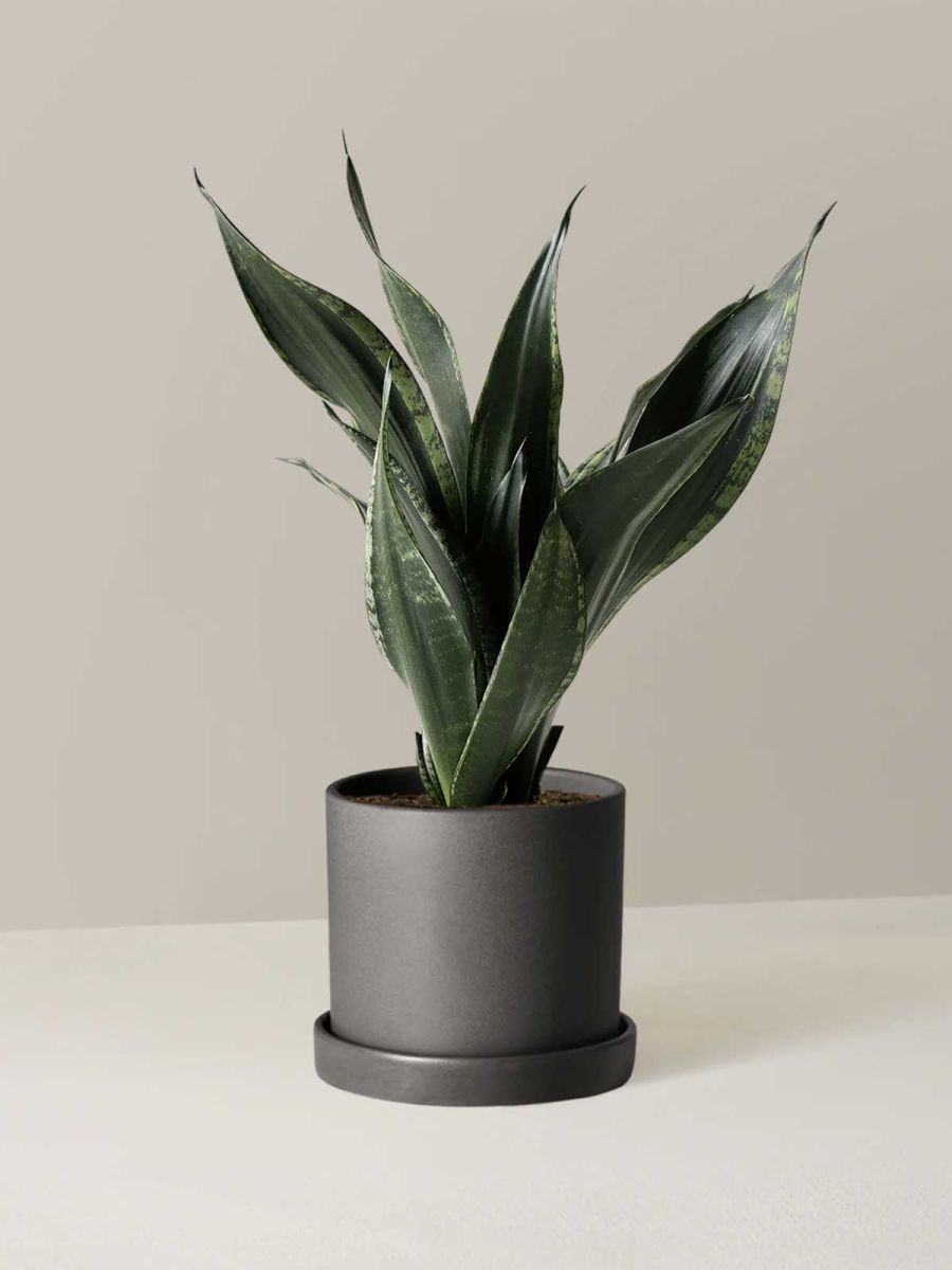 Snake Plant Silver Flame