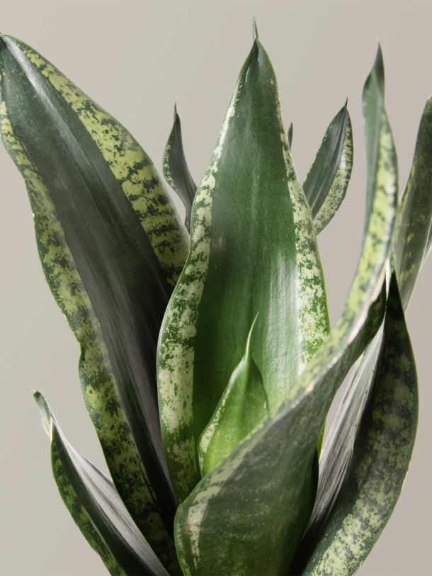 Snake Plant Silver Flame