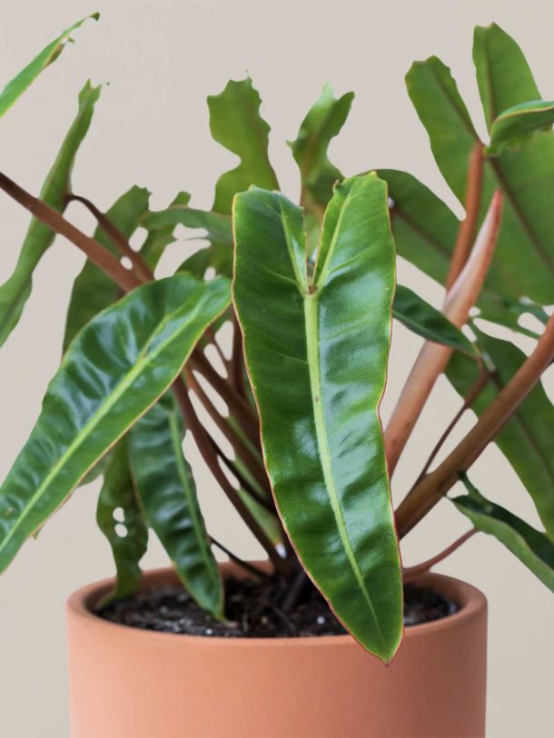 Philodendron Billietiae