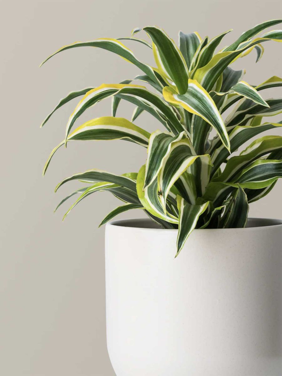 Dracaena Lemon Lime