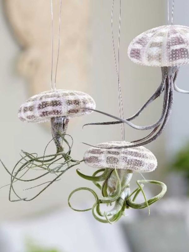 Hanging Jellyfish Air Plant