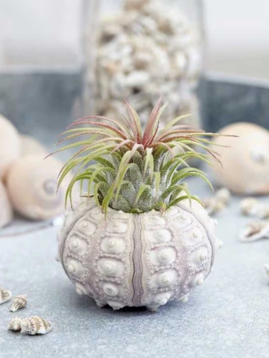 The Air Plant Sputnik