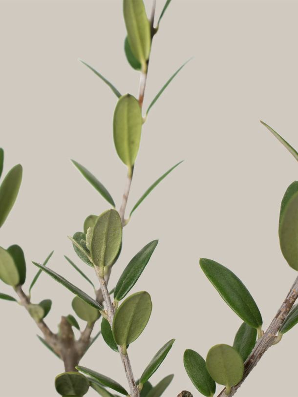 Olive Tree