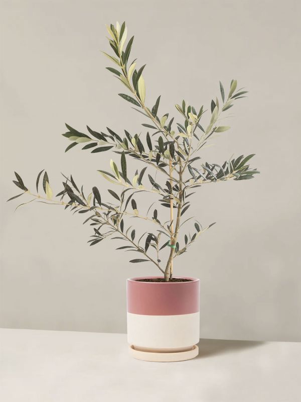 Olive Tree