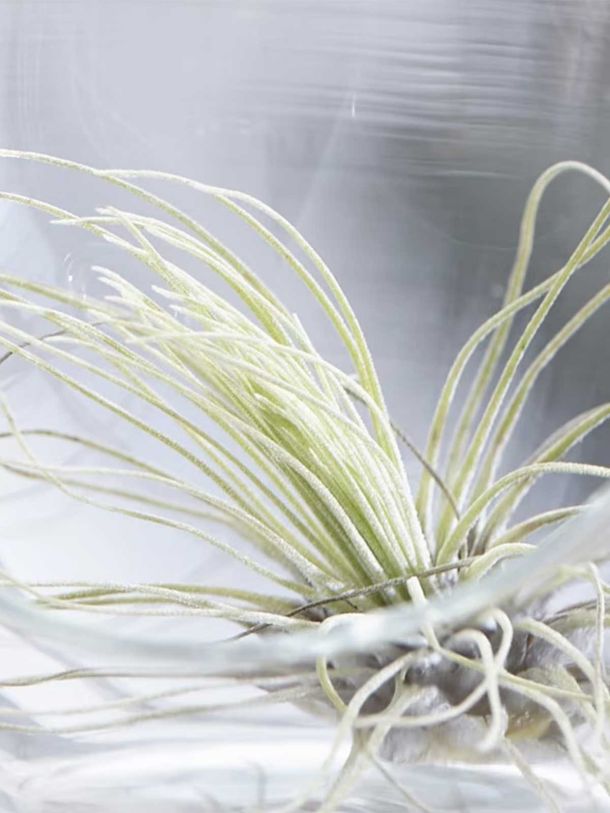Tillandsia Argentea Air Plant