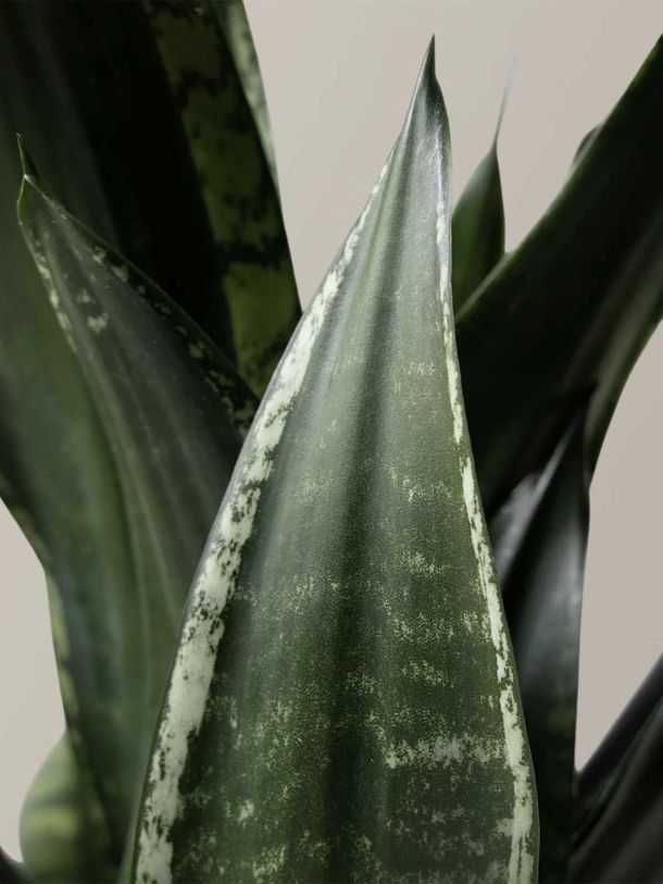 Snake Plant Silver Flame