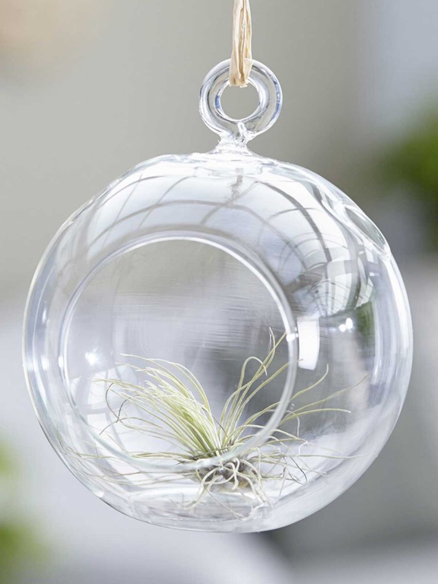 Tillandsia Argentea Air Plant