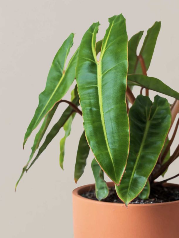 Philodendron Billietiae