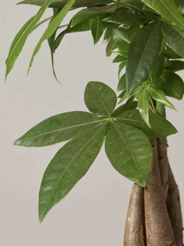 Money Tree Plant
