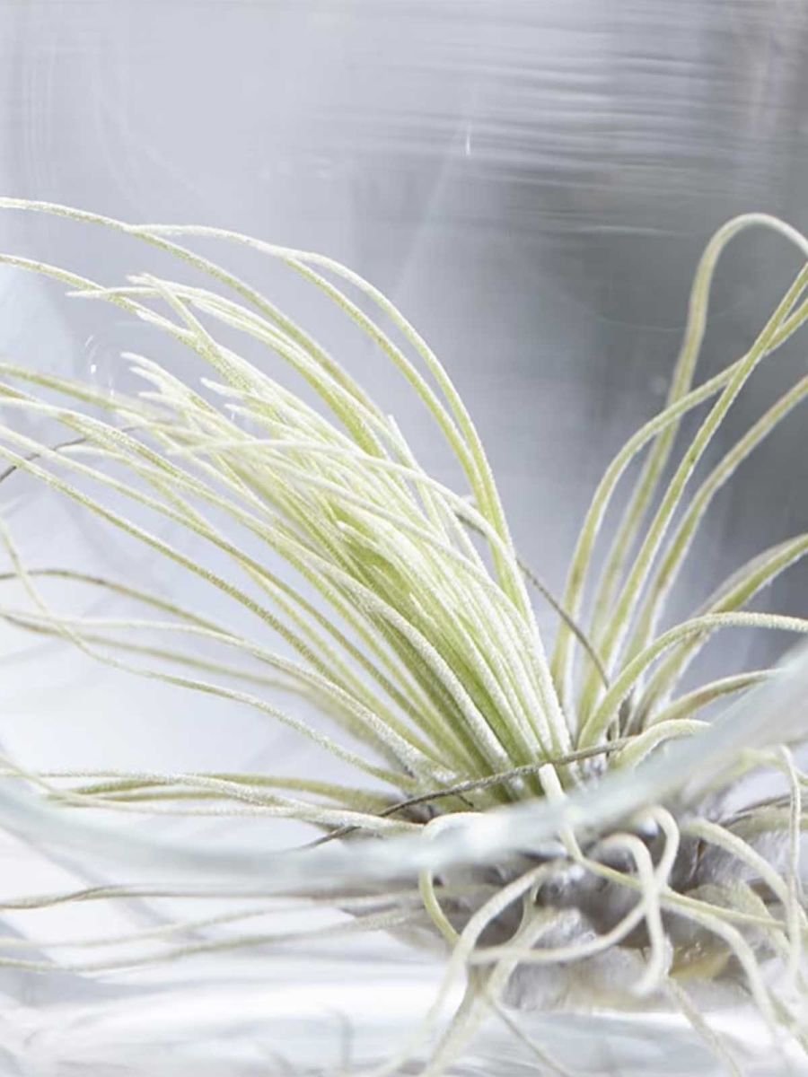 Tillandsia Argentea Air Plant