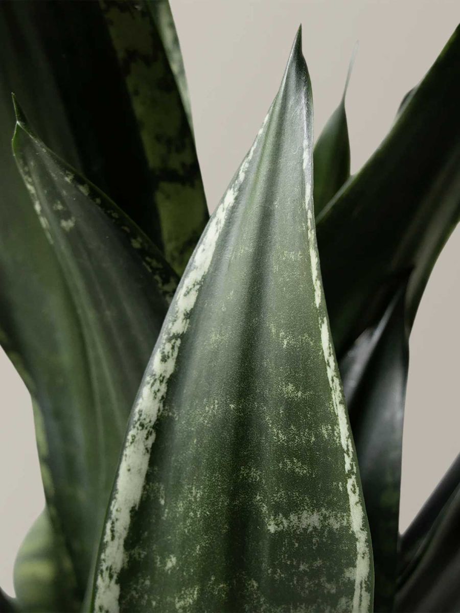 Snake Plant Silver Flame