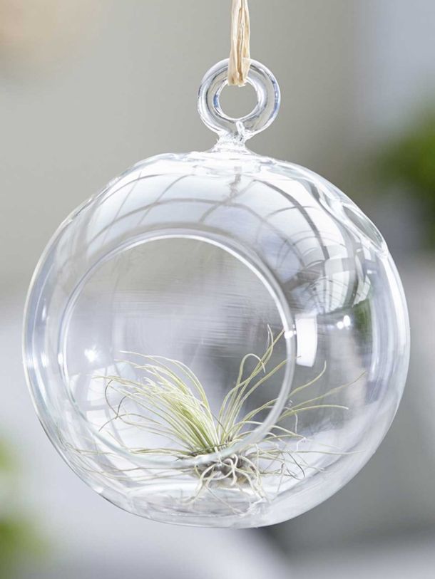 Tillandsia Argentea Air Plant