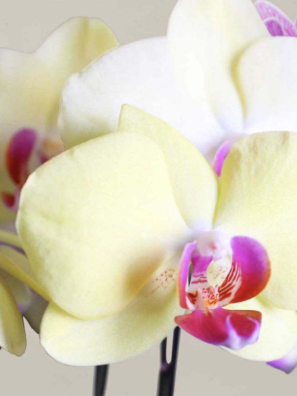 Yellow Orchid