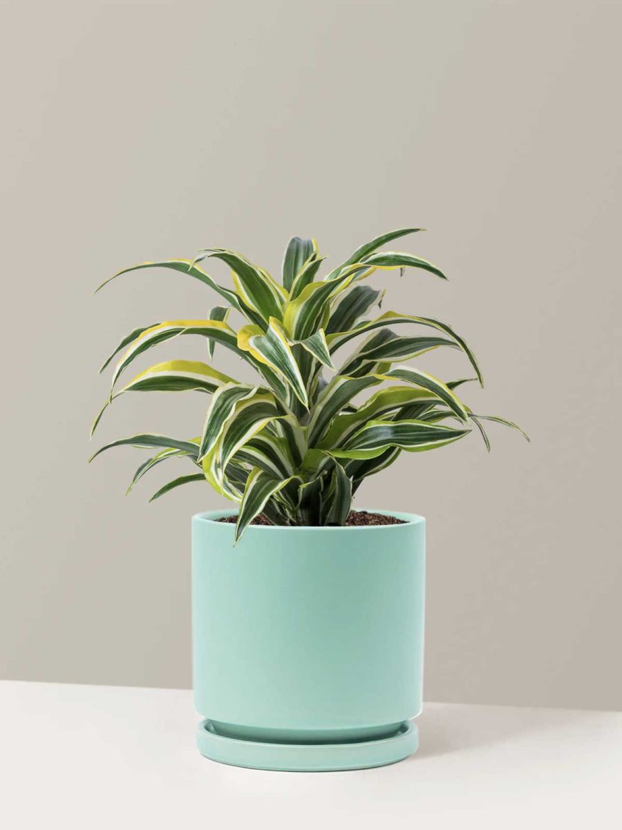 Dracaena Lemon Lime