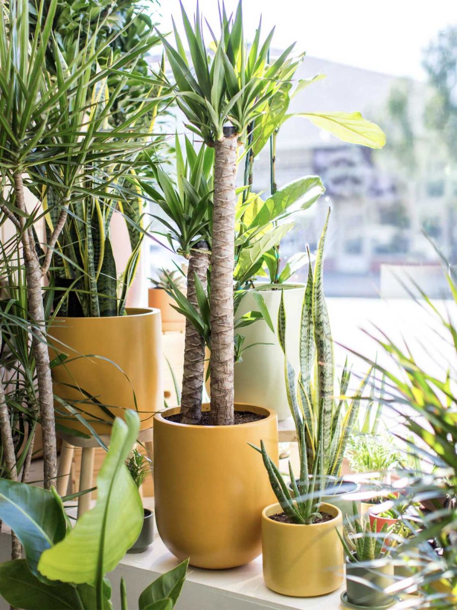 Large Pallas Planter